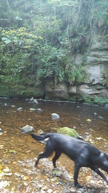 Alyth Den